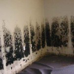 Mold-Removal-San-Leandro