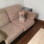 San-Leandro-Sofa-Pet-Stain-Cleaning