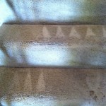 San-Leandro-Stairs-Carpet-Cleaning